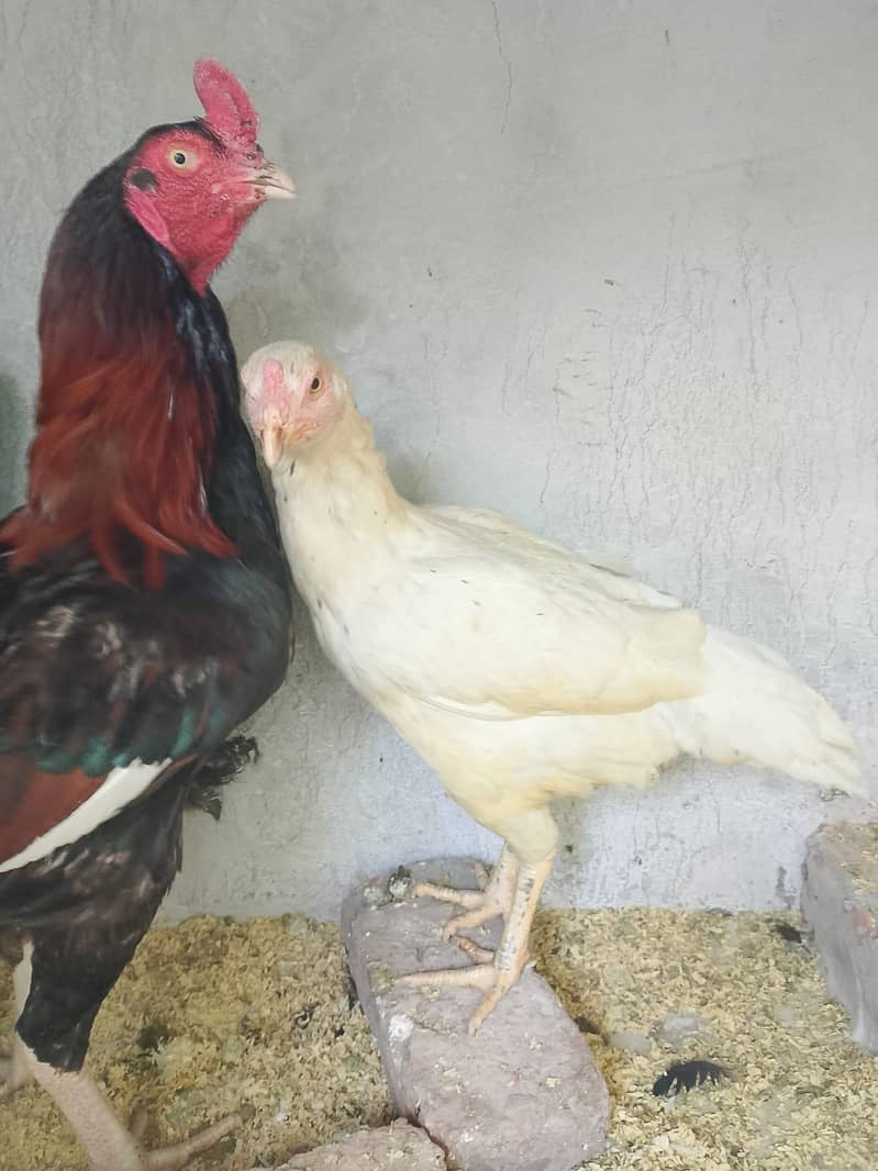 Aseel Pair 7