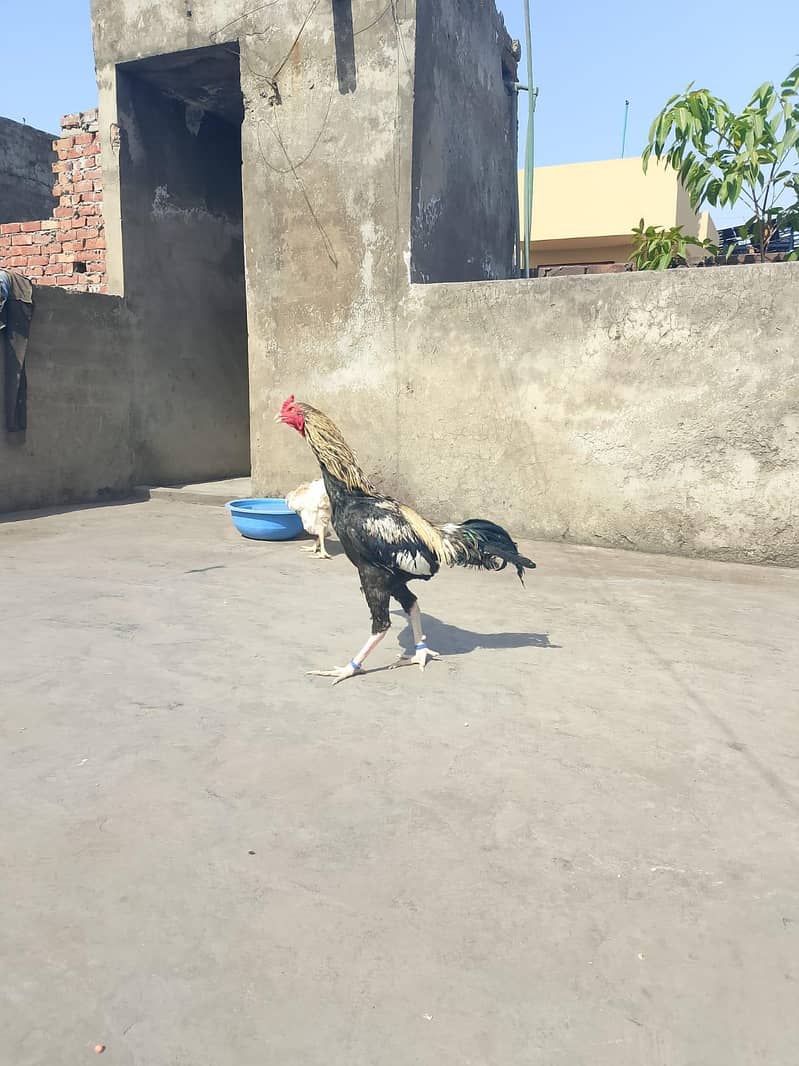 Aseel Pair 9
