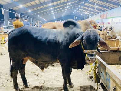 Wacha Doonda Tiger Color for Qurbani 2026