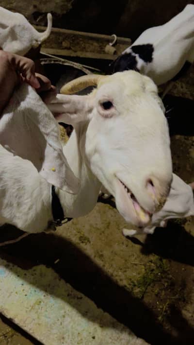 2 female goats