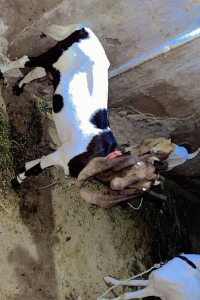 female goats
