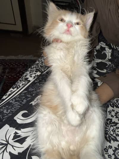  Pure Persian Kitten pair For Sale 