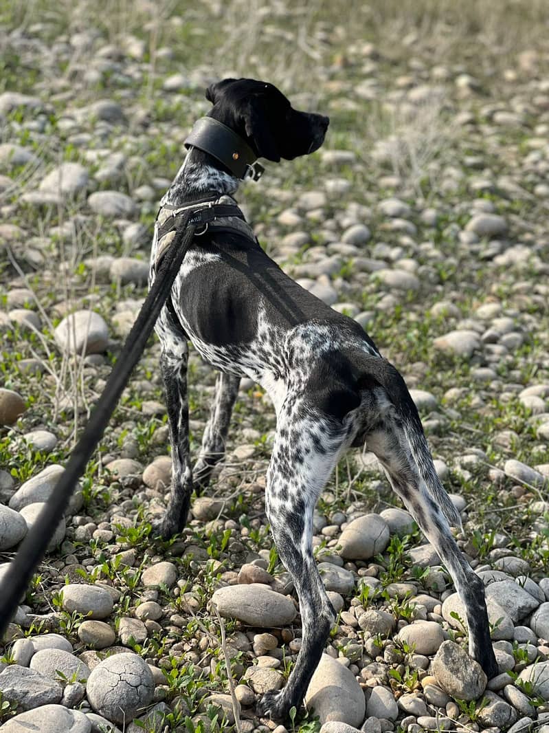 Full trained 1