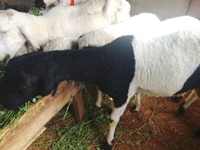 dumbay ready tou Qurbani