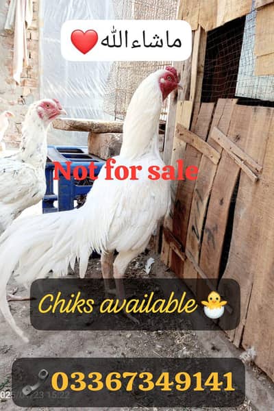 Heera Aseel cross cheeni miawali aseel chiks & eggs sale . . 03367349141