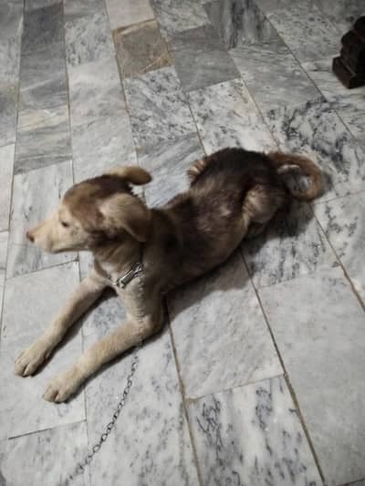 puppie