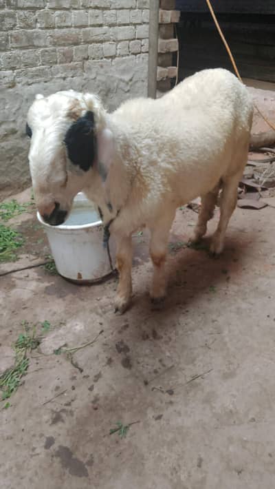 beautiful chatra urgent sale