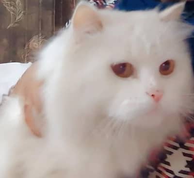 Persian cat male