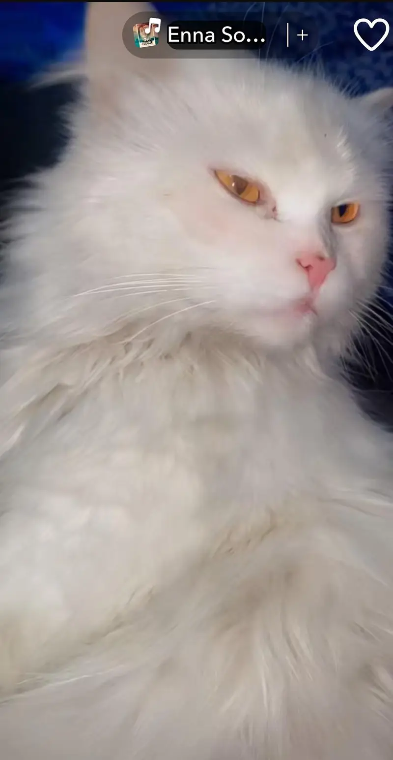 Persian cat male — photo 2