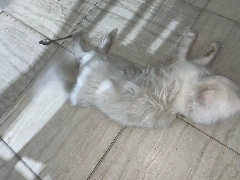 Persian cat male — photo 4