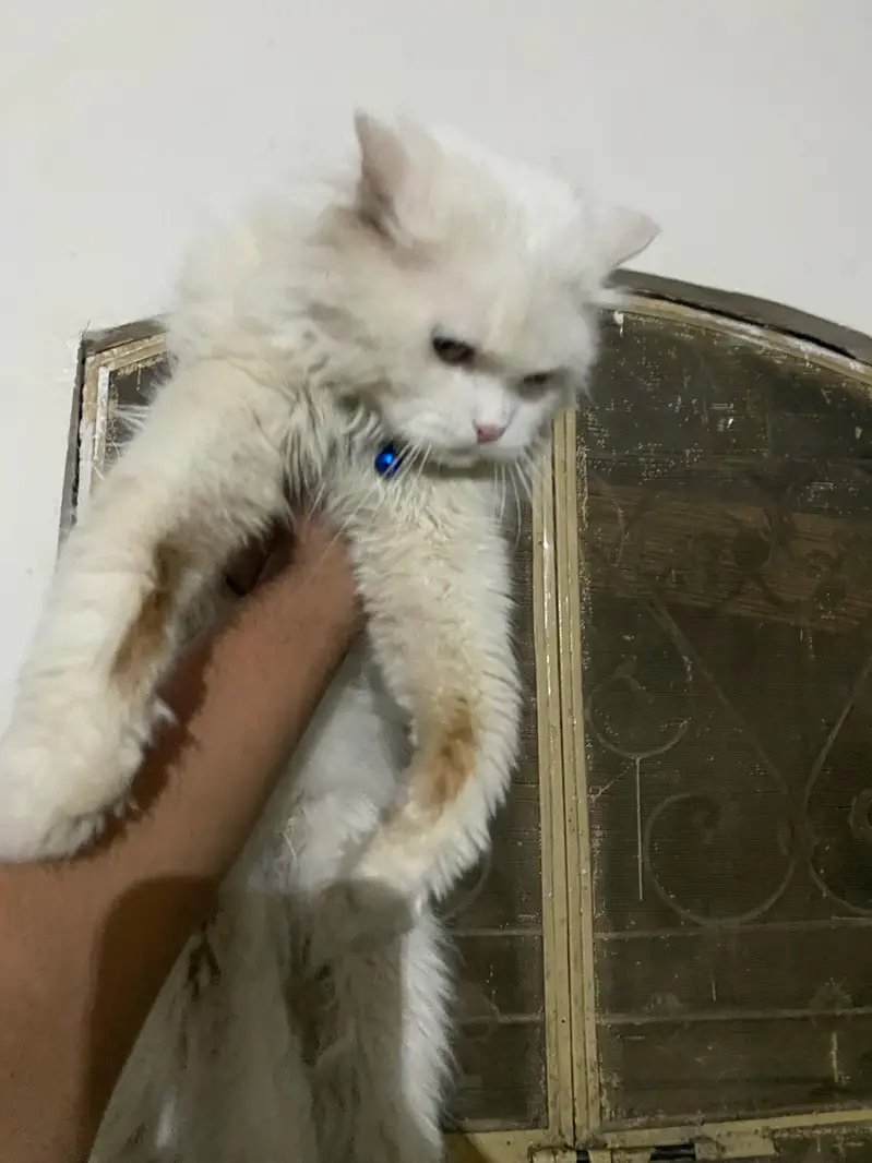 Persian cat male — photo 6
