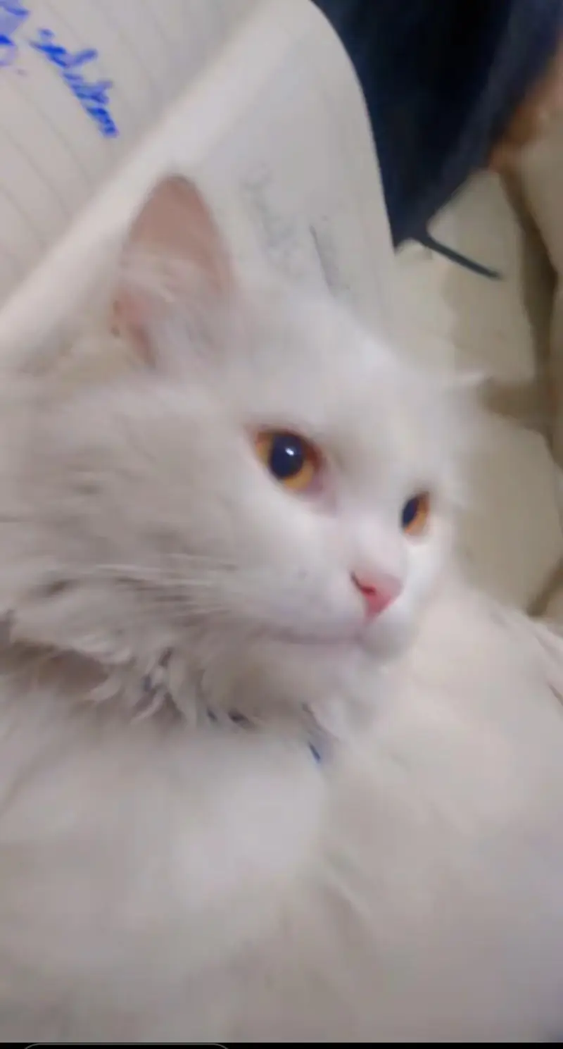 Persian cat male — photo 7