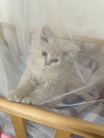 Kitten |persian kitten | for sale