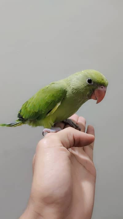 Ringneck Chick male healthy and active