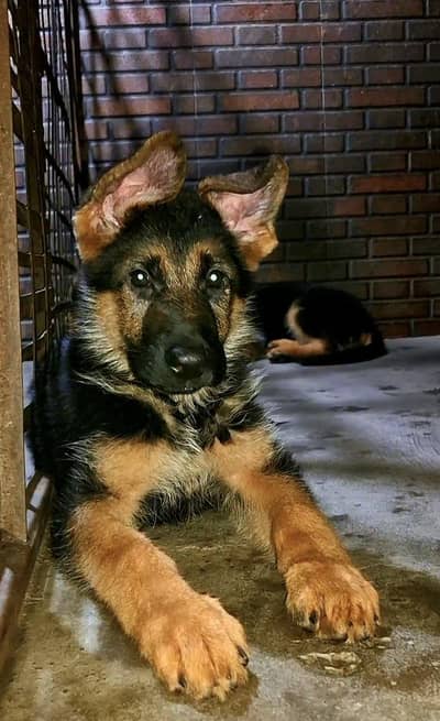 german shepherd male puppies