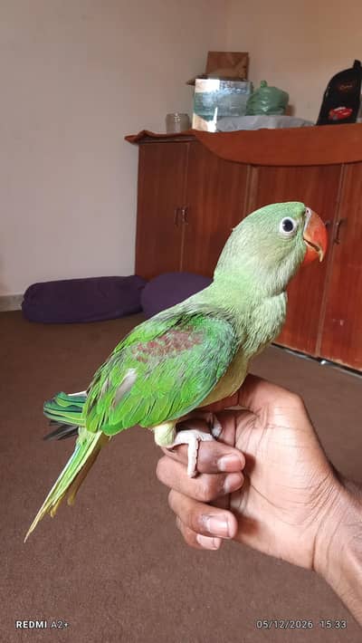 raw parrot baby self feed