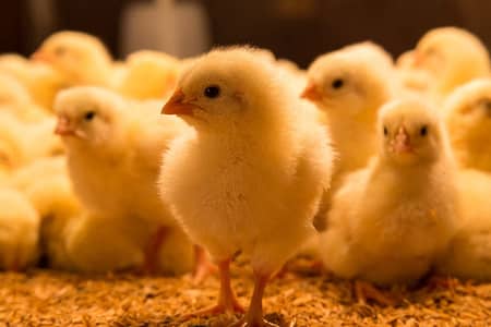 Broiler Chicks Available A+B Grade Quality