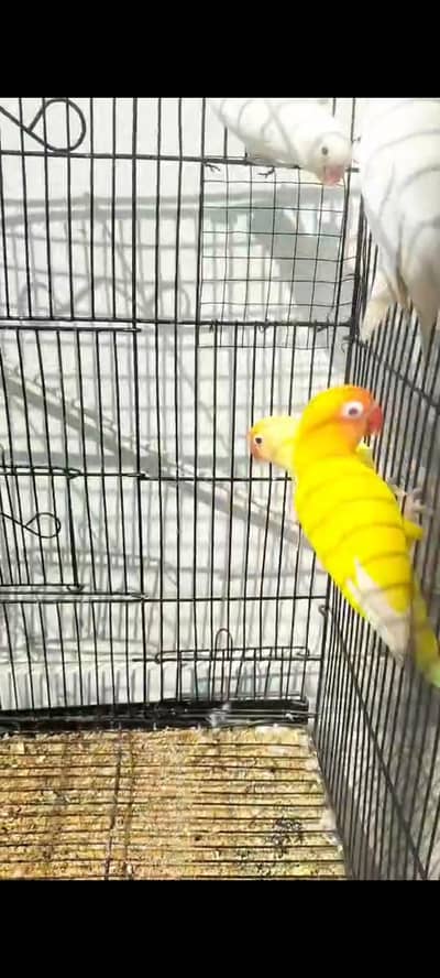 Love bird