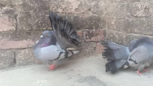 modran baredar pair available