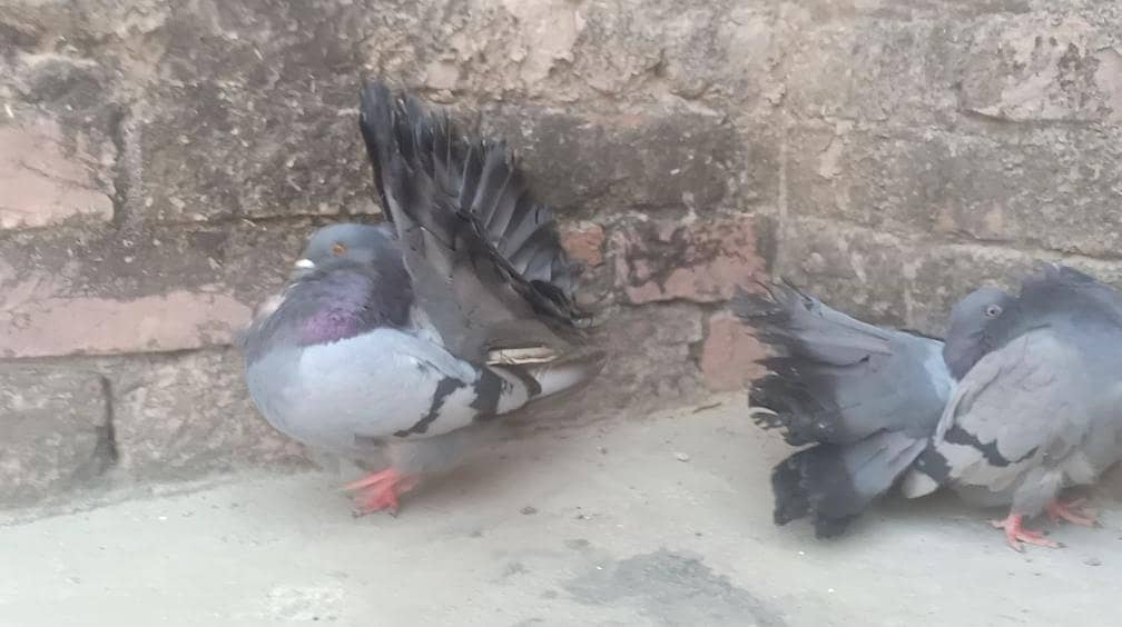 modran baredar pair available 0