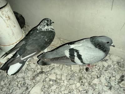 Kabutar For Sell