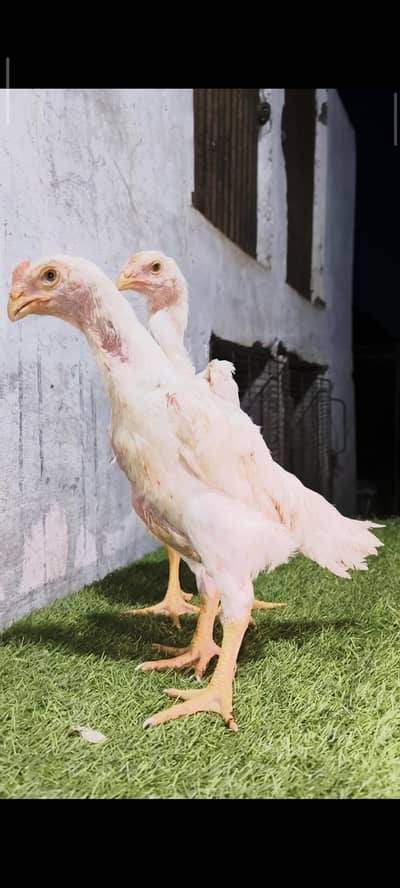 shamo chicks