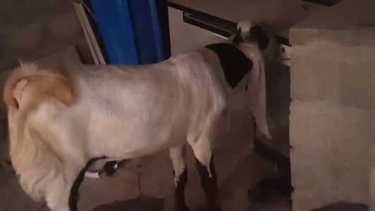 gulabi nasal bakra