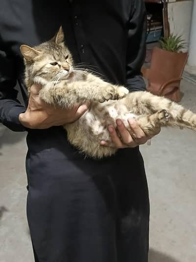 Cat family for adoption