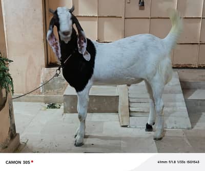 Bakra