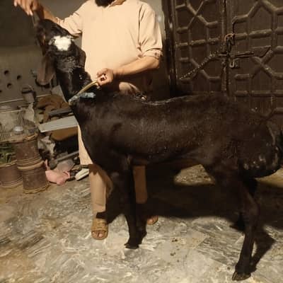 Black Beauty Donda Dumba heavyweight fresh 2 Dant sheep