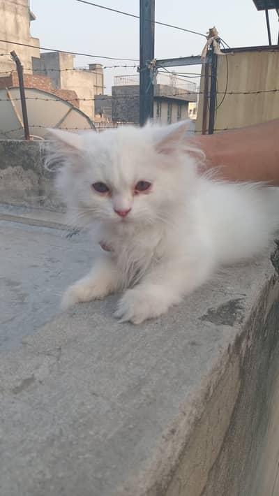 persian kitten pair triple coated for sale in lahore