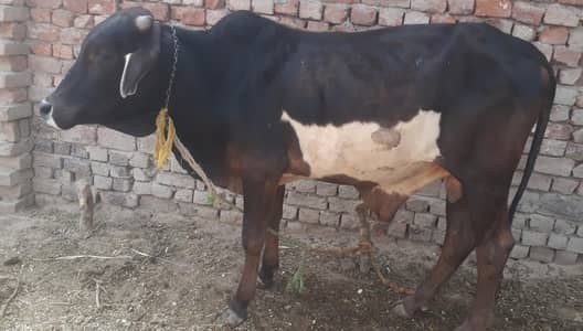 قربانی کے لیے دیسی وچھا