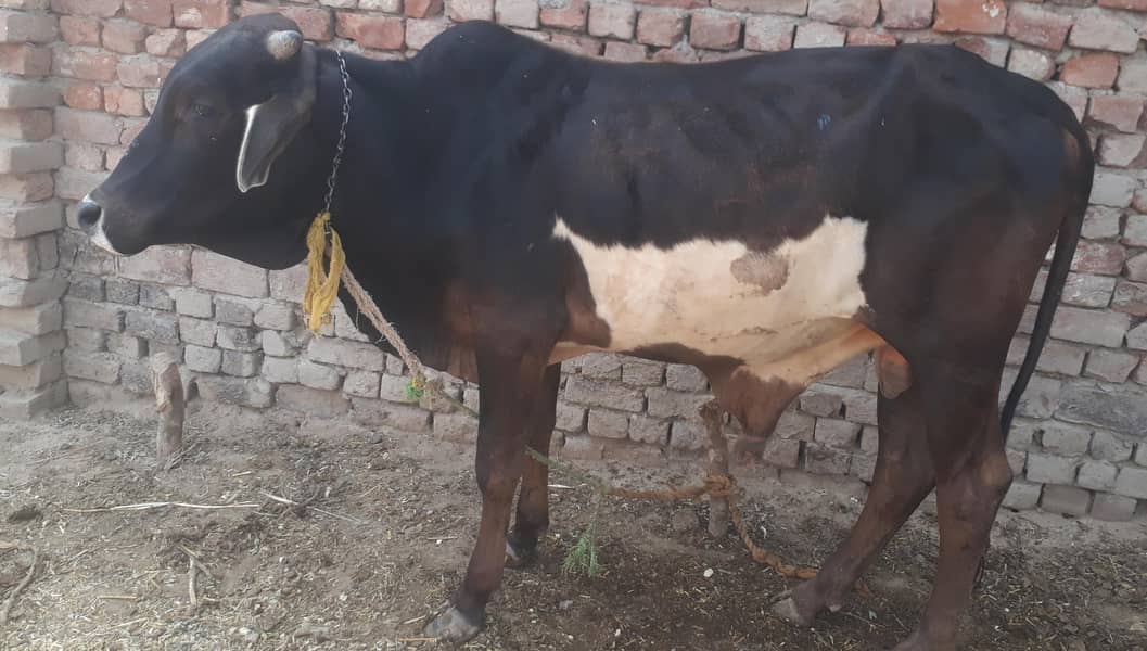قربانی کے لیے دیسی وچھا 0