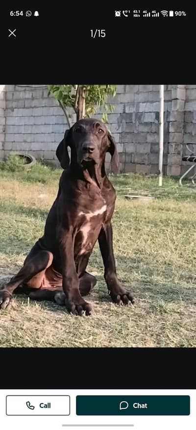 Khalis Pakistani Bully Kutta /puppies /Extreme Quality Bully kutta