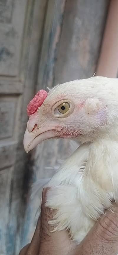 aseel heera male 4500 white eyes exchang white femal 3017104771 cal wt
