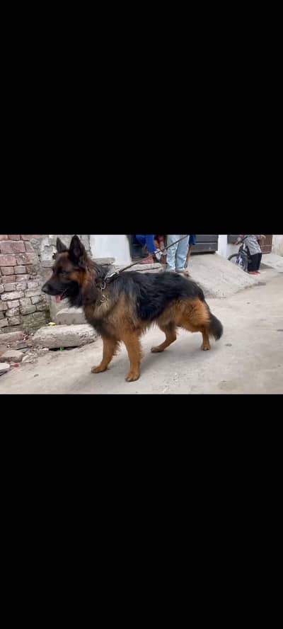 German shepherd long coat male available confirm stud