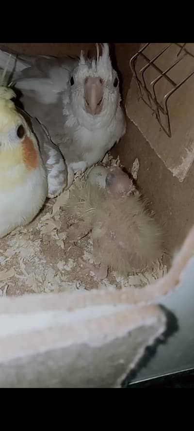 Cocktail paid Breeder Pair With 2 Baby