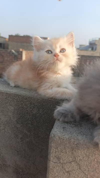Persian Cats
