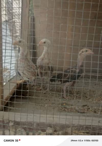 Mianwali/Home  breed