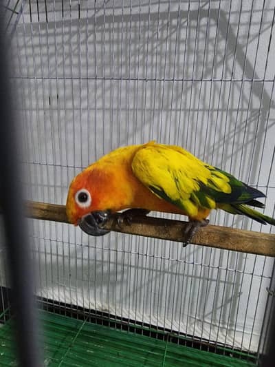 Sunconure DNA tested male high red factor demand 23k
