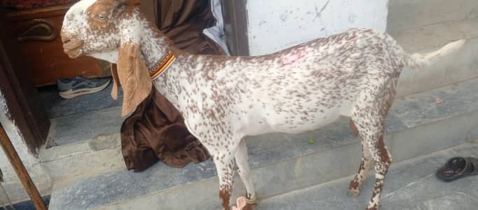 High quality makhi cheene bakre