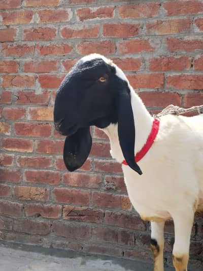 Qurbani chatre bakre
