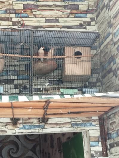 a cage for parrots& piegions
