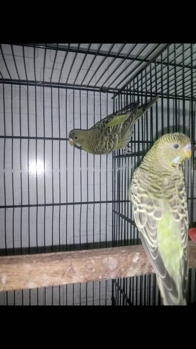 black face budgie breeder pair split combo grey body 4 generation