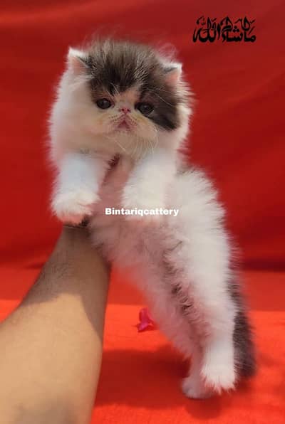 peke face kitten from Imported lines