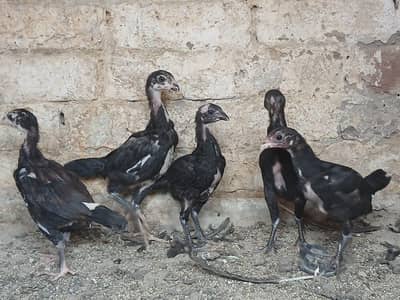 aseel Thai penus Chicks