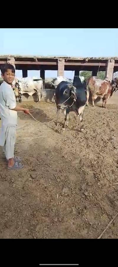 bull 2