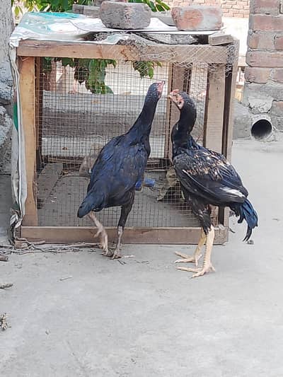 aseel  pair