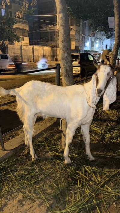 Goats for sale