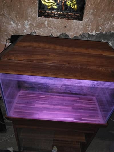 fish aquarium